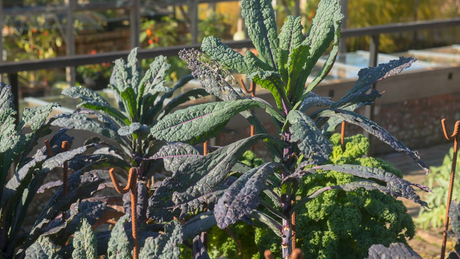 Curly, blue-tinged leaves form dense rosettes under bright sunlight in the garden bed.