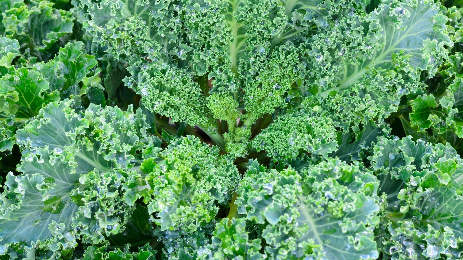Compact rosettes of tightly curled, blue-green leaves grow close to the soil in the garden.