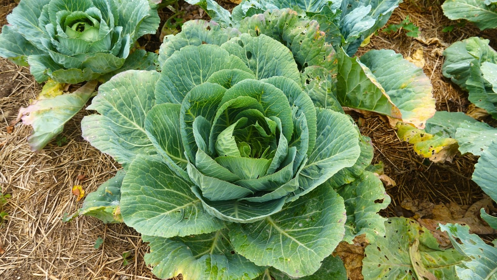 A large, compact rosette of thick, waxy, blue-green leaves with prominent veins forms a dense head close to the ground.
