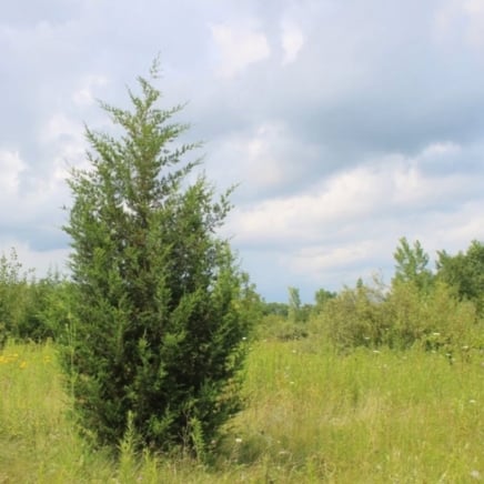 Brodie Eastern Red Cedar
