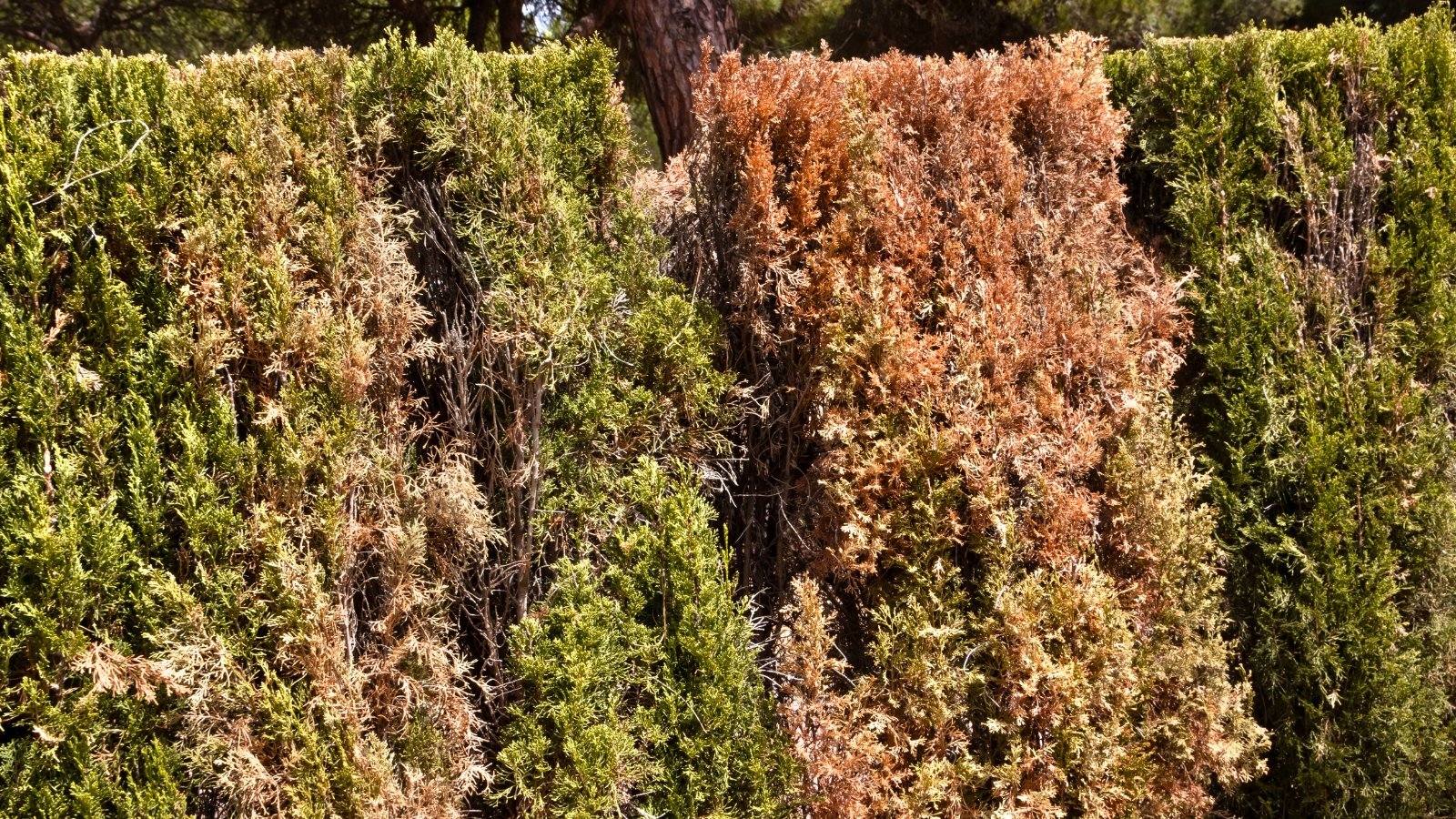 Conifers in a garden showing desiccation and browning, with dry, discolored needles and sparse foliage.
