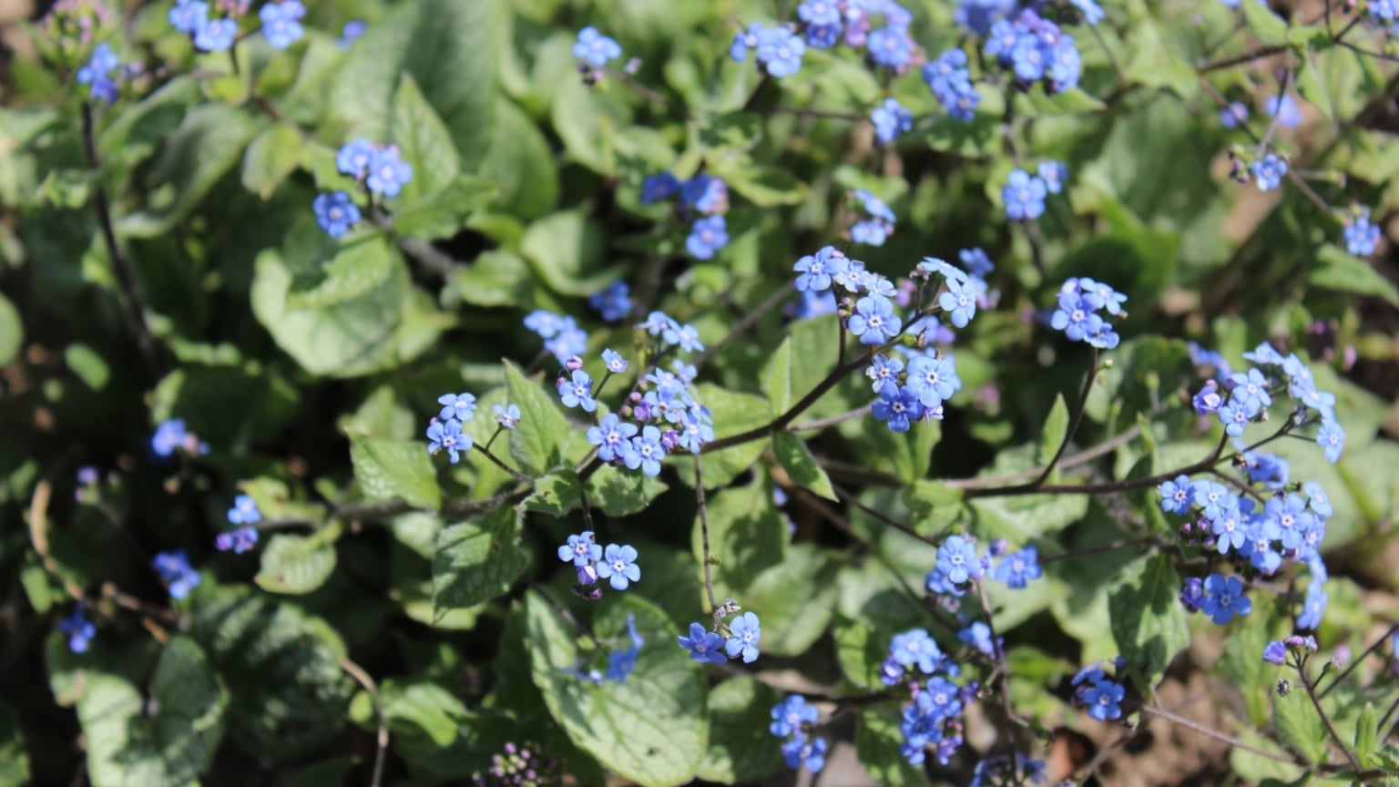 How to Design a Blue Garden