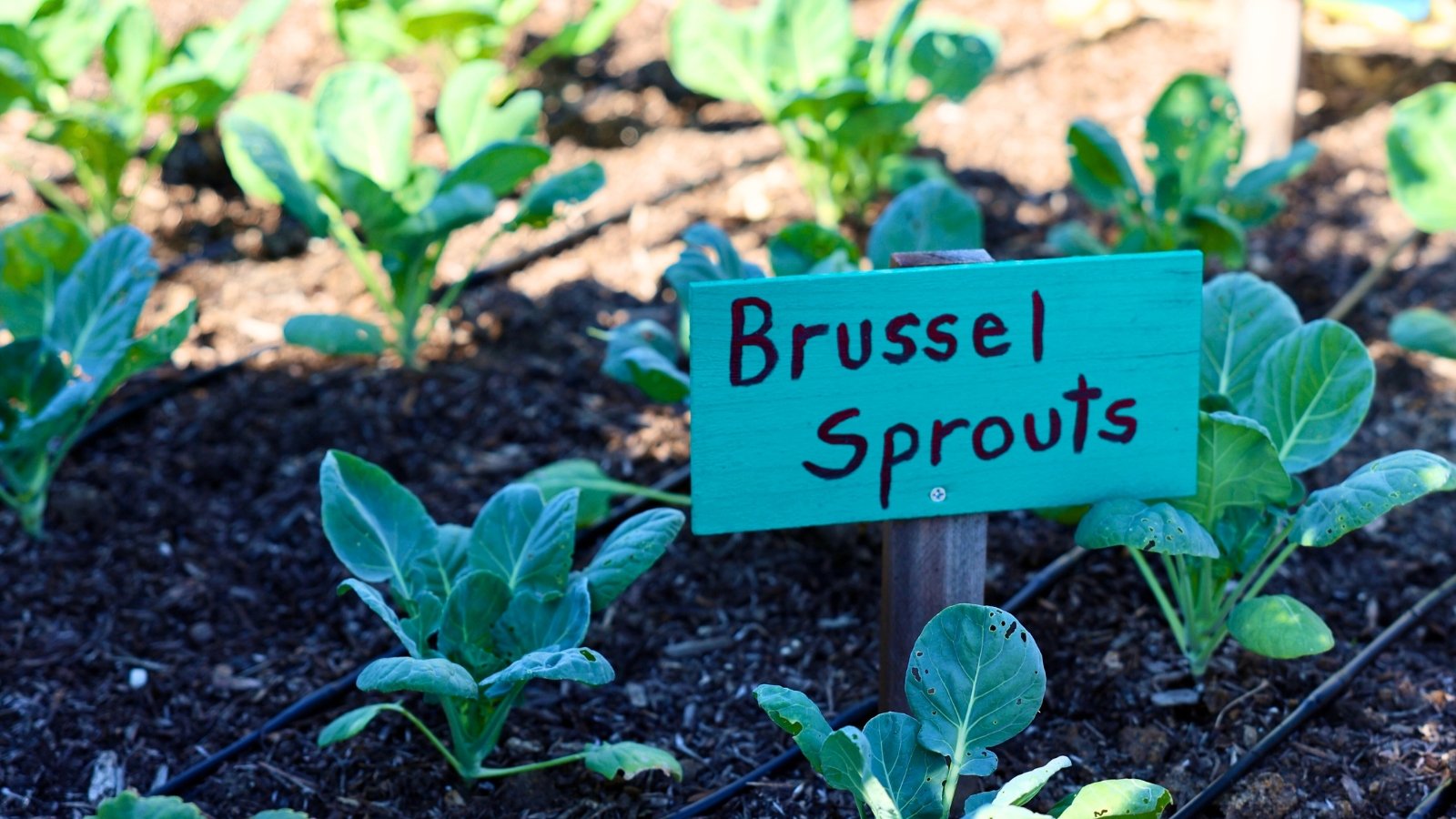 Brussels sprouts seedlings display tender, vibrant green leaves with slightly ruffled edges surrounding a wooden sign in a garden bed.