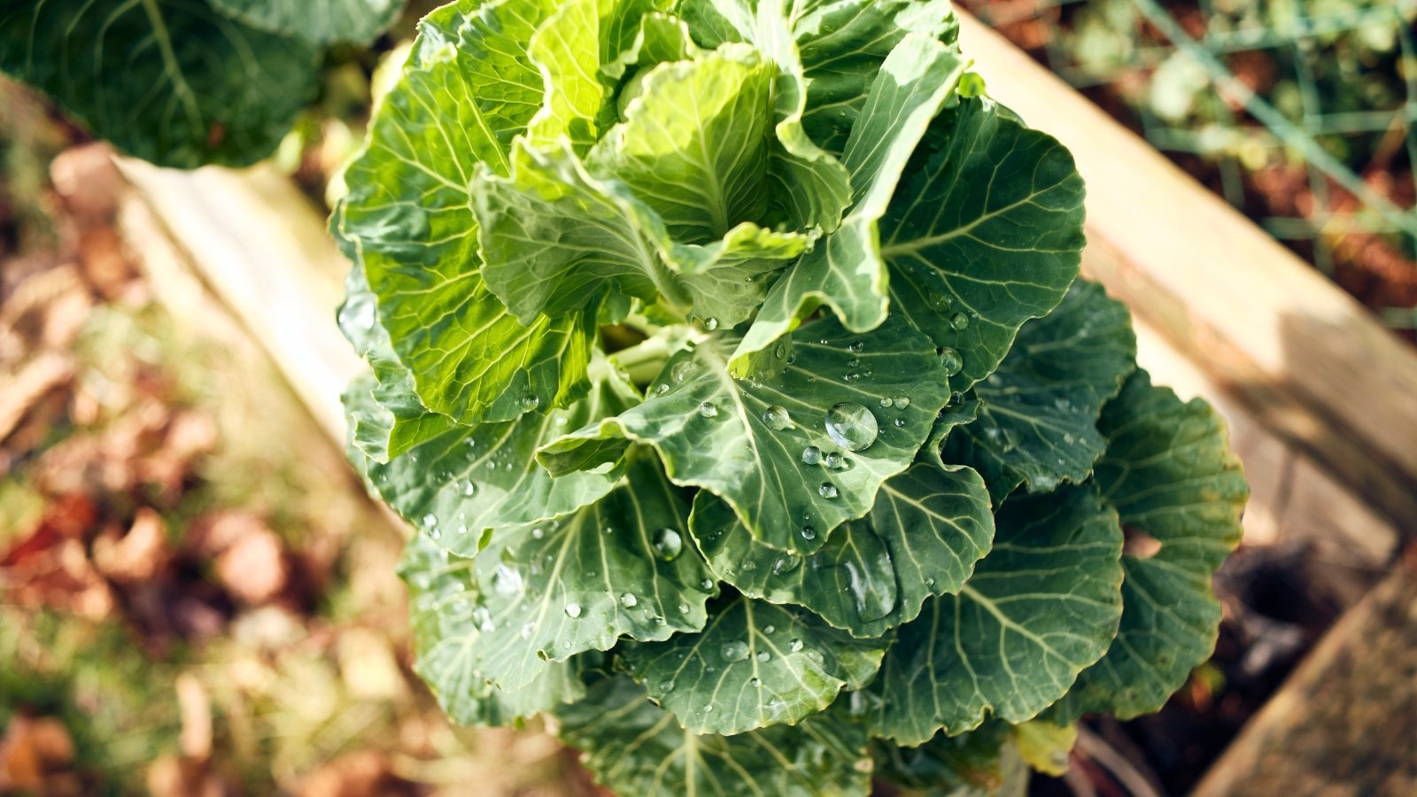 From above, broad green leaves of a Brussels sprouts plant glisten with scattered water droplets highlighting their textured surfaces.