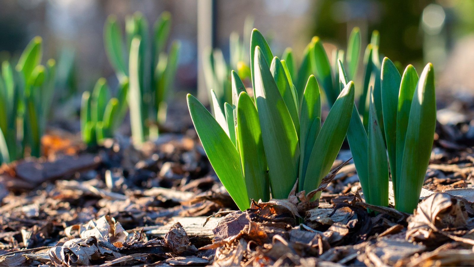 Small green shoots emerging from mulched soil, signaling the early growth of planted bulbs.