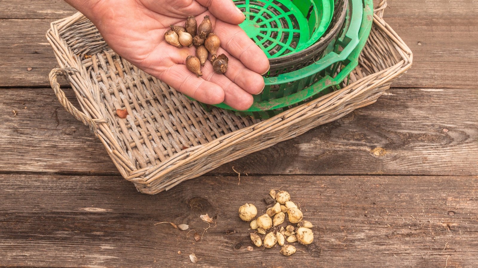 A gardener’s hands hold small brown-husked bulbs above a wooden table, with a pile of peeled white bulbs, empty baskets, and green plastic pots arranged nearby for planting.