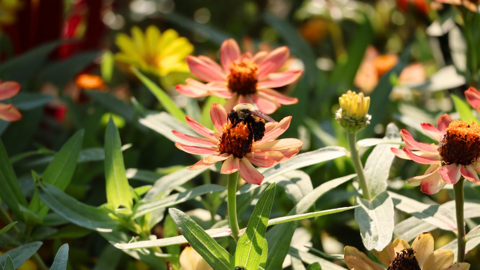 A bumblebee with fuzzy black and yellow body collects nectar on a soft pale pink zinnia blossom surrounded by other blooming garden flowers.