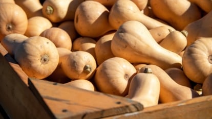 A large wooden crate is filled with freshly harvested butternut squash, their smooth, tan-colored elongated fruits neatly piled with stems intact, ready for storage.