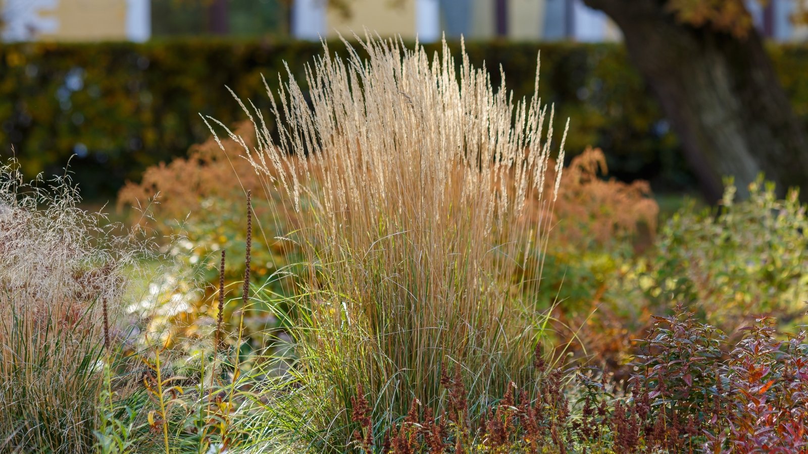 Tall, slender green stems of grass are topped with feathery, golden-brown plumes, creating a graceful, upright display.