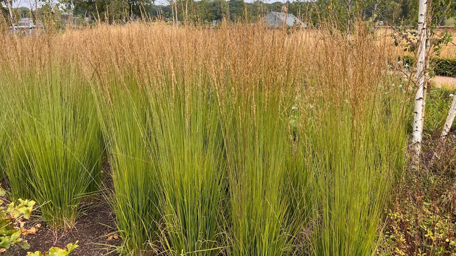 Tall, upright green stems with narrow leaves are topped with feathery, golden-brown plumes, creating a graceful, arching display.