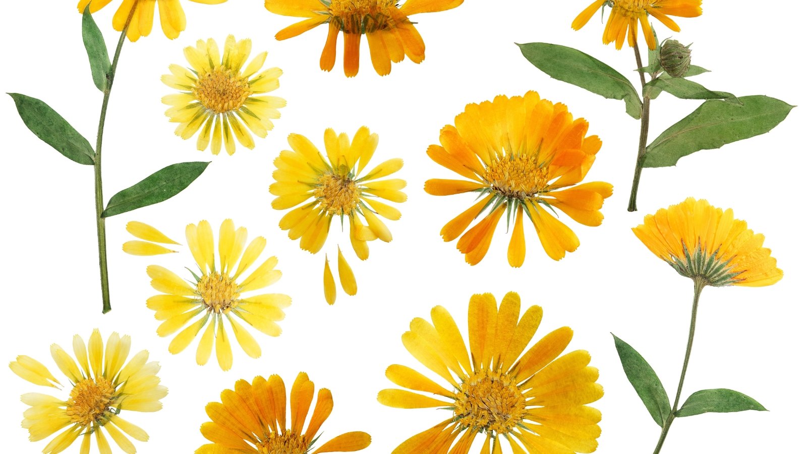 Vivid dried orange and yellow blossoms with layered petals, soft green stems, and oval leaves arranged neatly on a white background.
