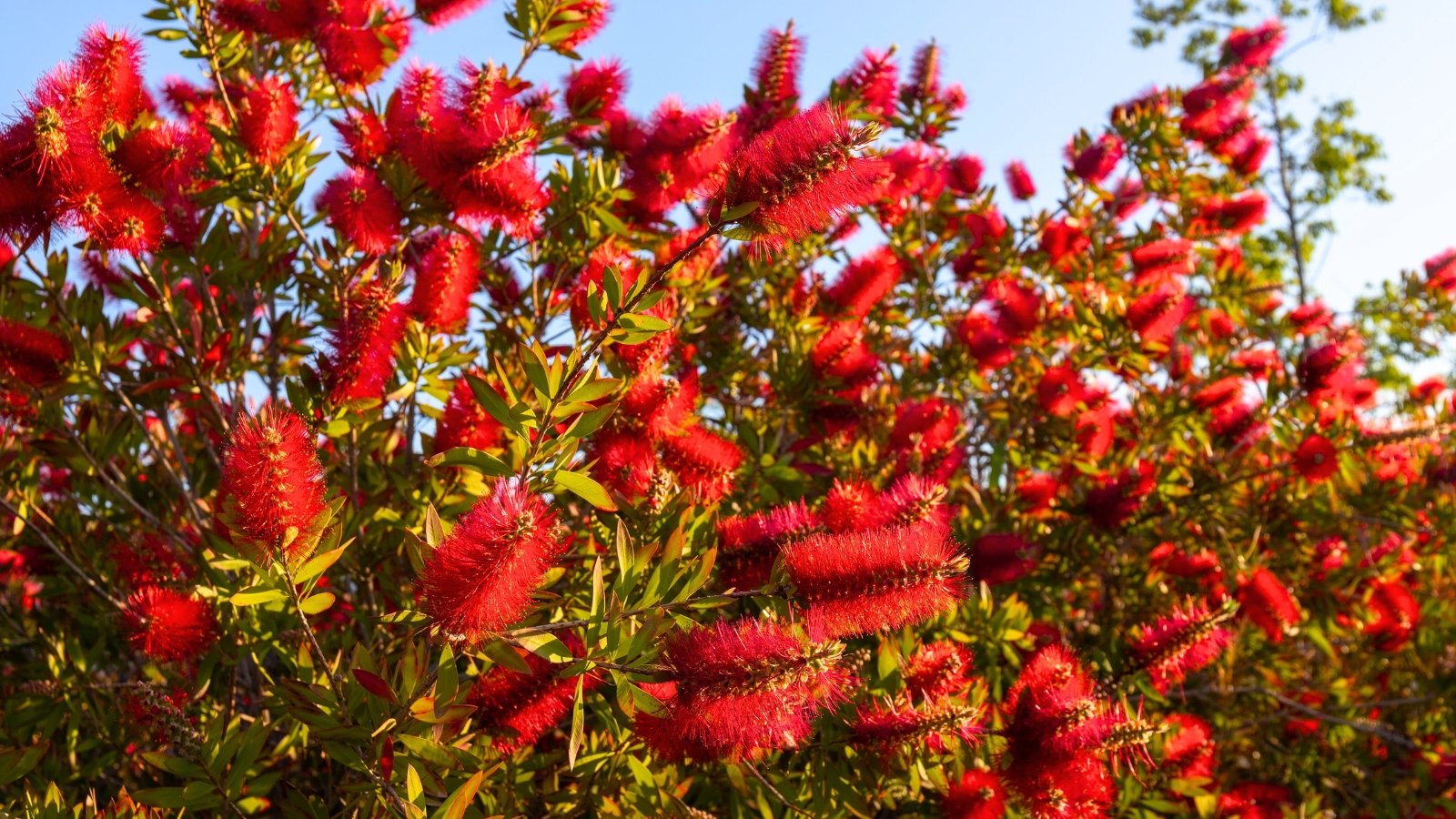Clusters of bright, cylindrical blooms composed of many long, fine, crimson stamens cover the branches of the shrub.
