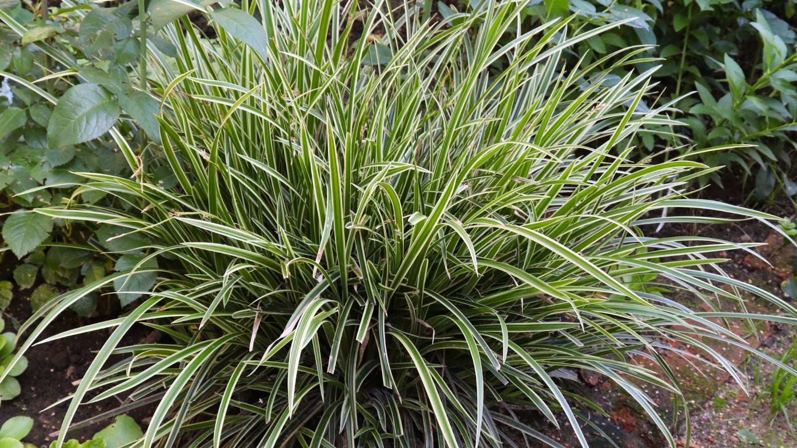 A single clump of arching, grass-like leaves with bright green centers edged in creamy white forms a dense, elegant mound.