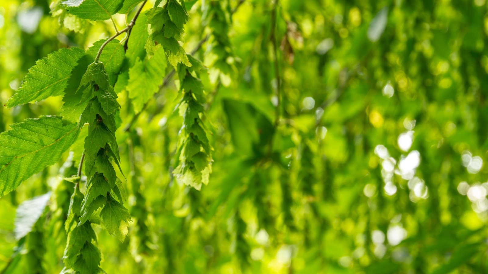 Branches densely covered with ovate, serrated leaves with prominent veins, and clusters of small, papery-winged fruits hanging among the foliage.