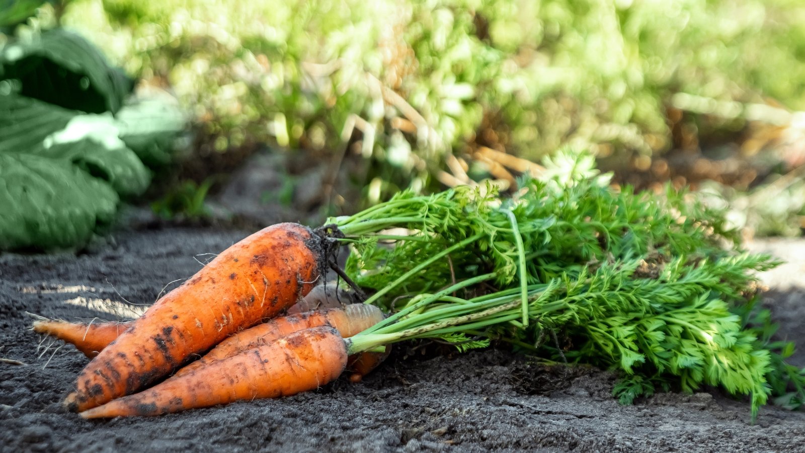 A cluster of bright orange tapered roots with leafy tops attached lies freshly pulled on the soil surface.
