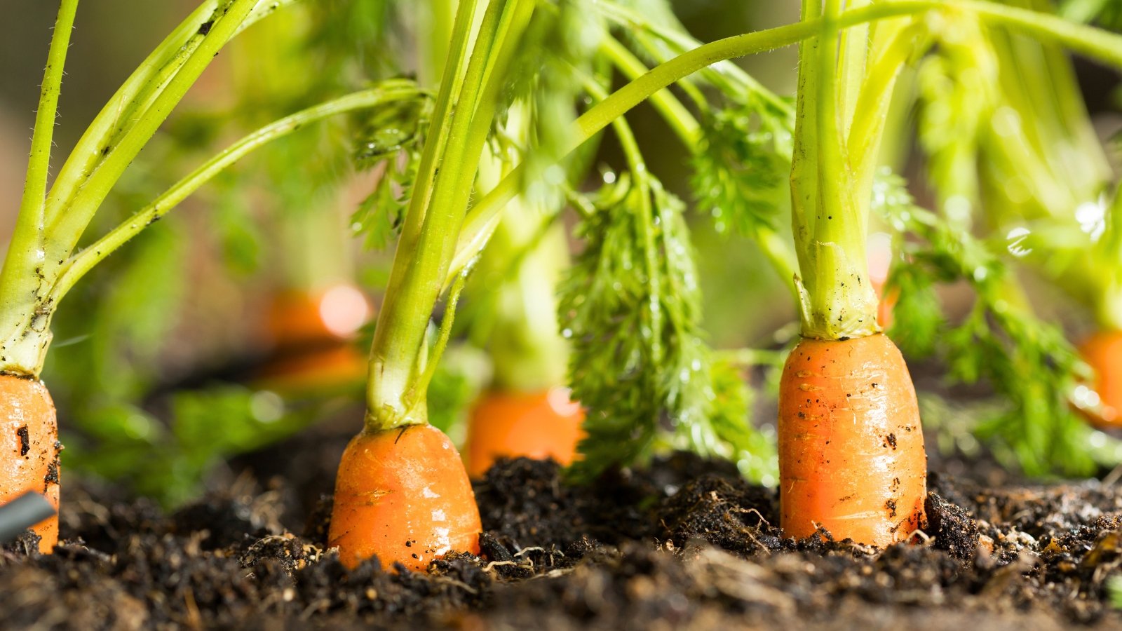 Several thick, cylindrical, bright orange root vegetables peek out just above the dark soil, topped by strong, light green stems.