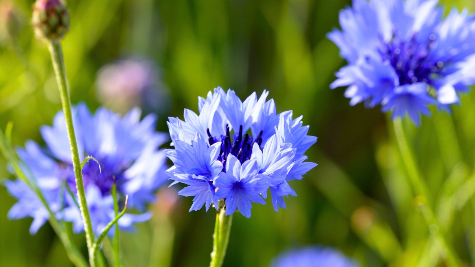 A fluffy, cornflower-blue blossom featuring numerous deeply fringed outer florets and a dark blue center, on a thin green stem.