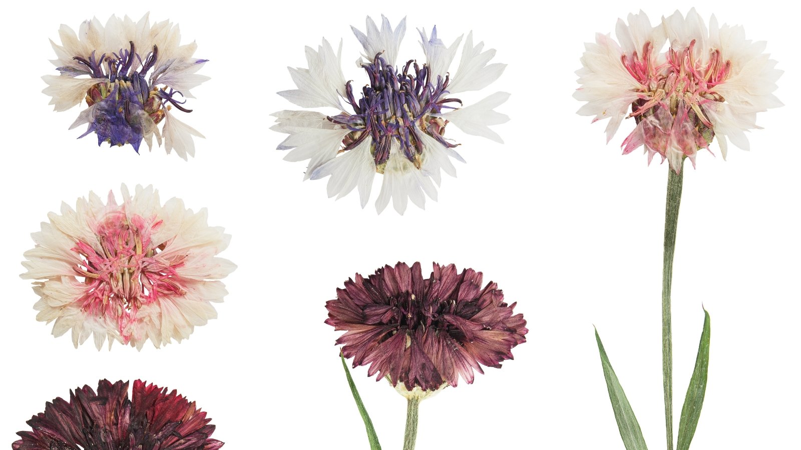 Elegant dried blossoms with fringed white and burgundy petals, slender stems, and narrow elongated leaves arranged flat on a white background.
