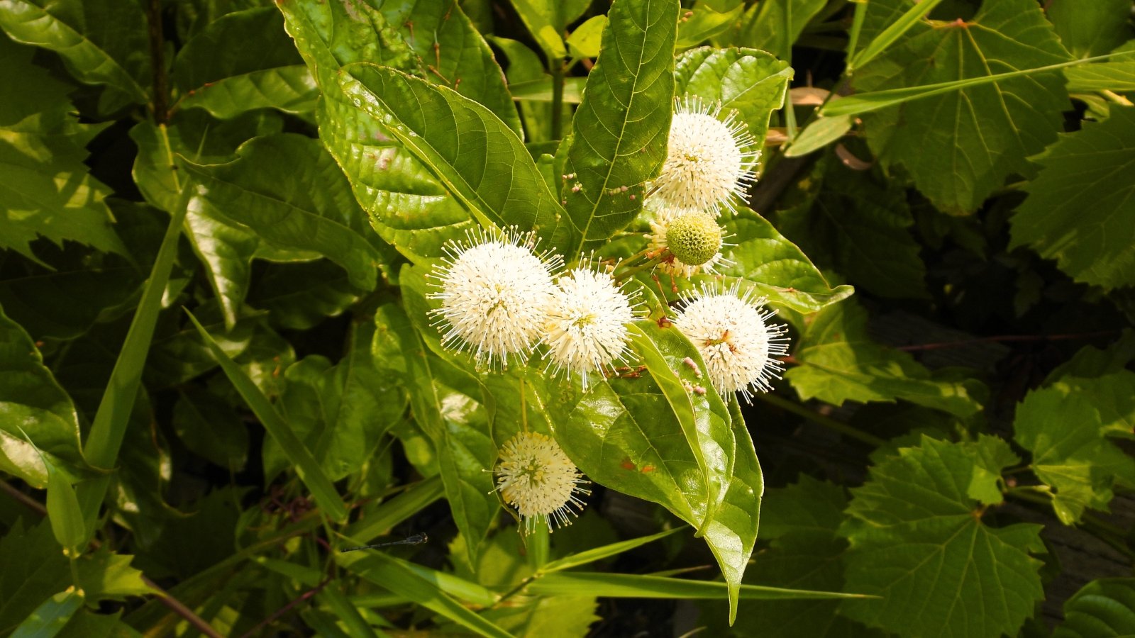Several spherical, creamy-white flower heads resembling pincushions sit atop smooth, dark green, pointed leaves.