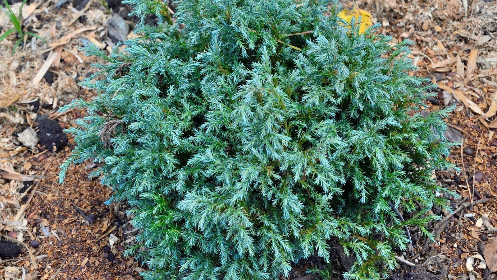 A single compact conifer with soft silvery-blue feathery foliage forming a rounded mound, surrounded by dark brown bark mulch in a landscaped garden bed.