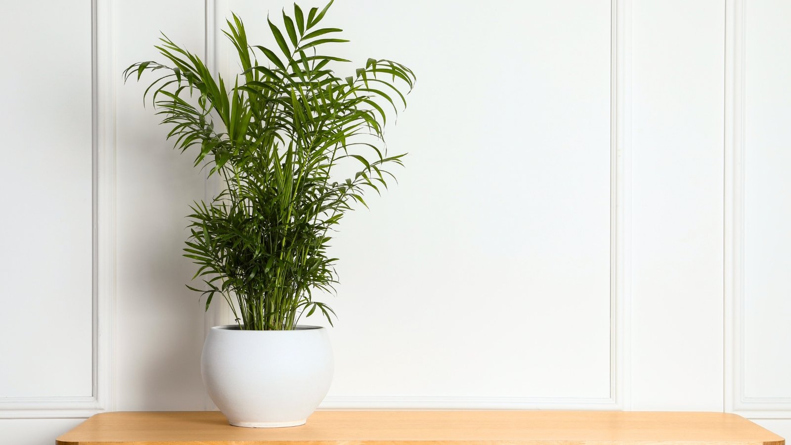 Compact plant with slender green stems and delicate, feathery pinnate leaves growing in a white pot on a table.
