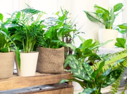 A variety of potted cheap houseplants that create a jungle look, including Spathiphyllum, fern, Dypsis lutescens, and others, are placed near a bright window.