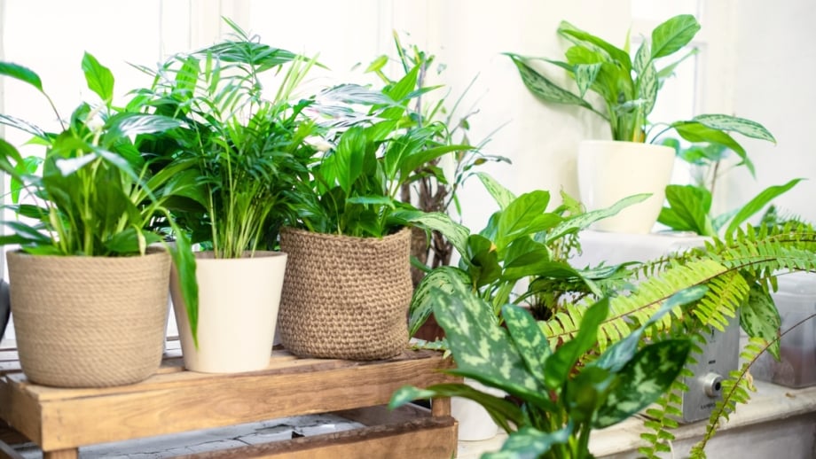 A variety of potted cheap houseplants that create a jungle look, including Spathiphyllum, fern, Dypsis lutescens, and others, are placed near a bright window.