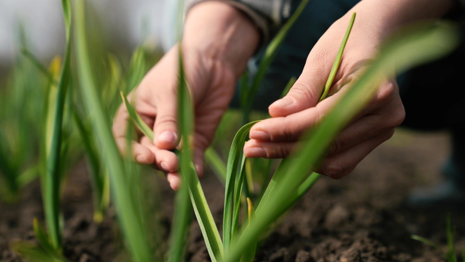 A woman gardener inspects the long, slender green leaves of garlic growing upright in a garden bed.