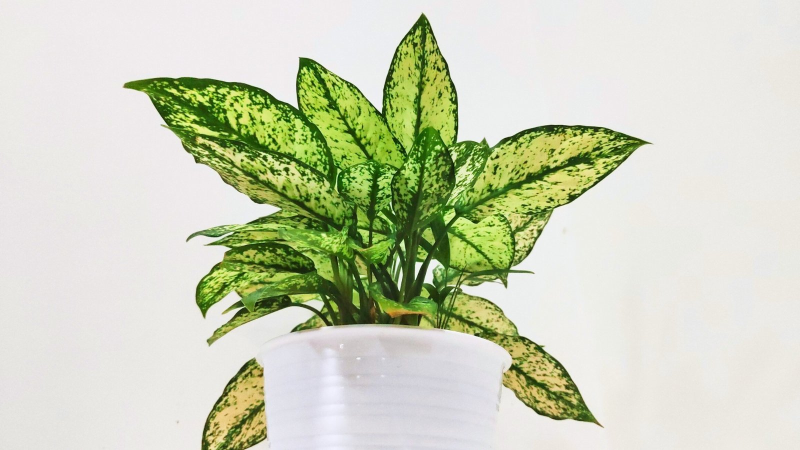 Plant with broad, glossy green leaves patterned with silvery markings, growing upright in a white pot.
