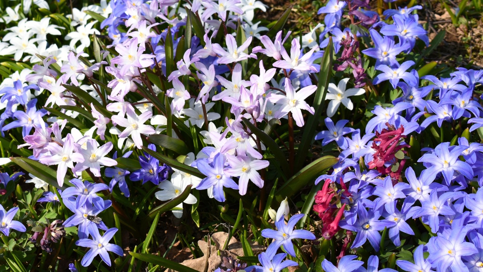 A carpet of six-petaled, star-shaped flowers features a mix of brilliant blue, pale lavender, and pure white with tiny white centers.
