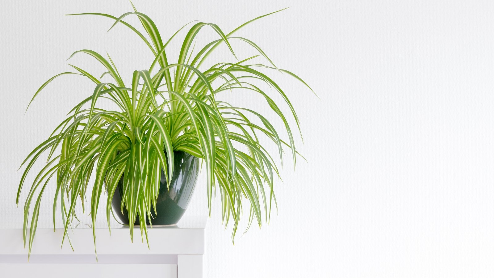 Plant with long, arching green leaves striped with white growing densely in a dark green plastic pot.
