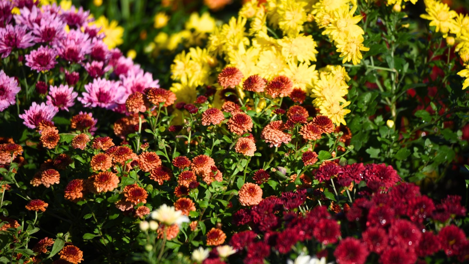 Multicolored chrysanthemums in shades of pink, red, orange, and yellow bloom in dense clumps with layered, daisy-like petals above dark green, serrated leaves, creating a vibrant autumn garden display.
