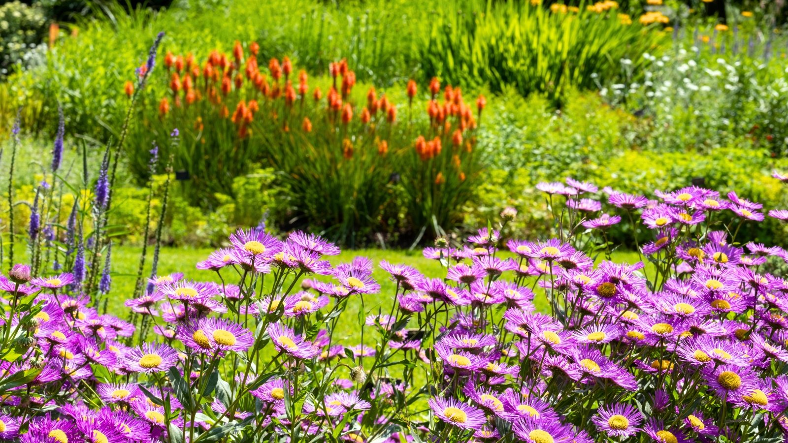 A vibrant cluster of daisy-shaped blossoms with intensely purple petals surrounding small yellow centers dominates the foreground, backed by tall, spiky orange flowers.