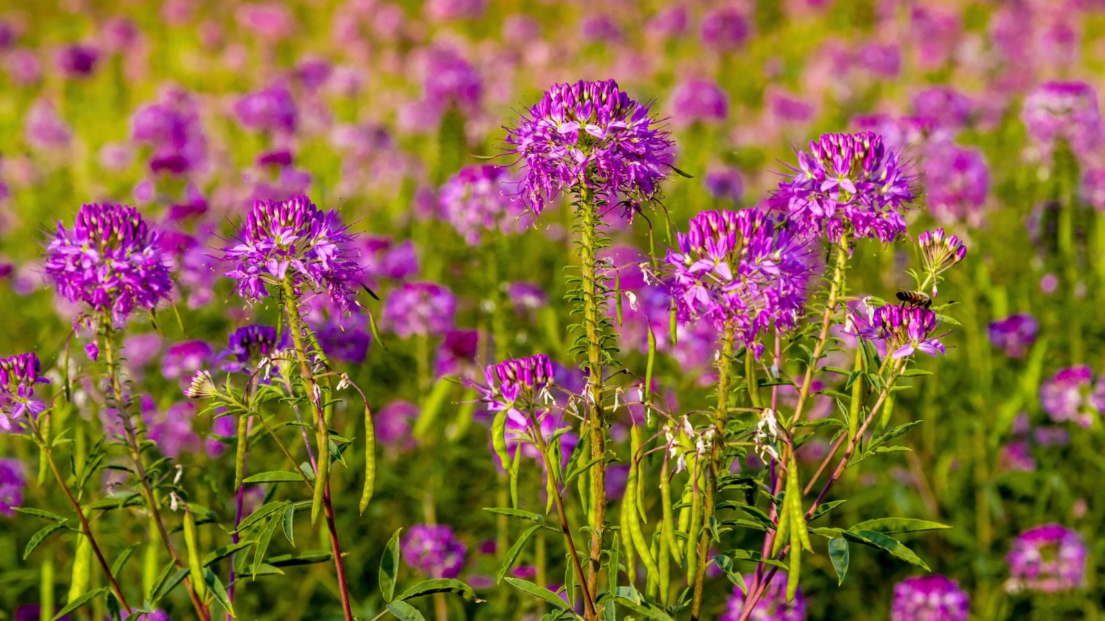 Globular, spiky clusters of vibrant magenta flowers with long, wispy stamens stand atop tall, serrated stems bearing long, green seed pods.