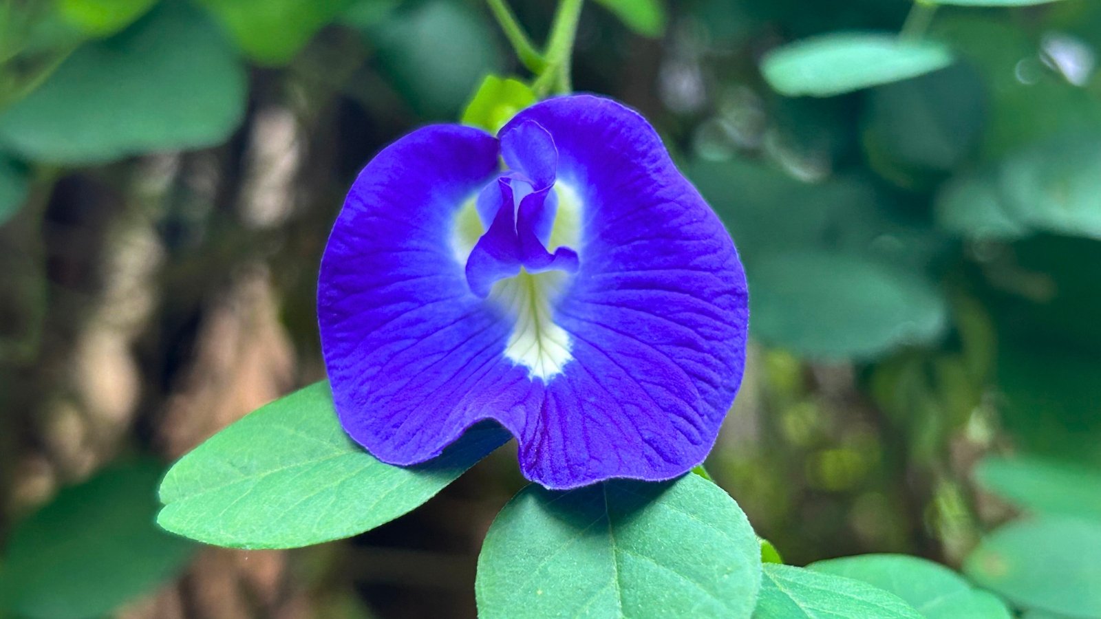A solitary, intensely vibrant violet-blue blossom with a pale yellow-white central marking, positioned above two smooth green leaves.