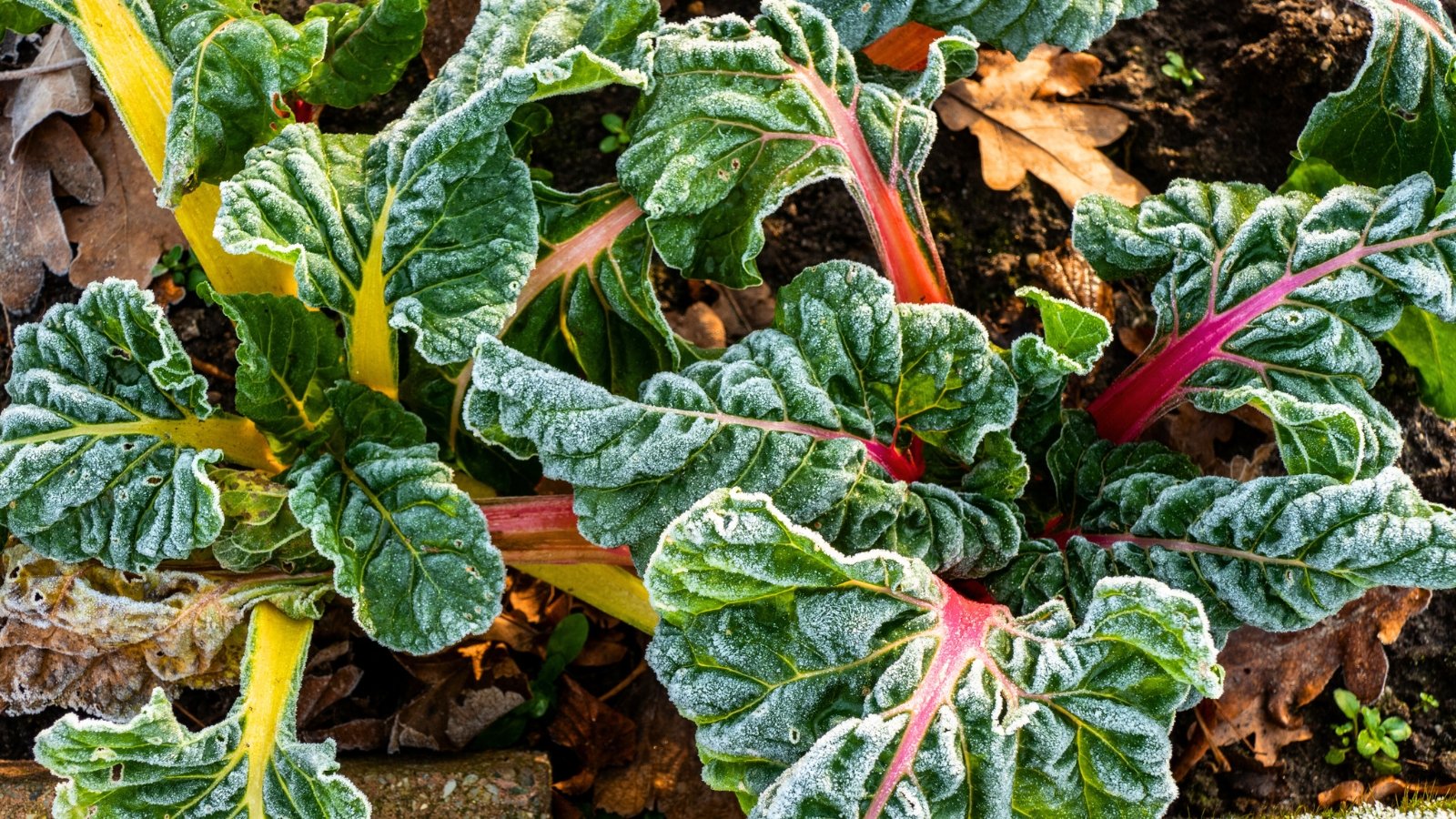 Close-up of Swiss chard leaves coated with a delicate layer of frost, their green and red stems glistening in an autumn garden.