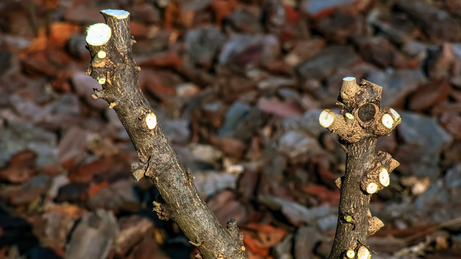 Close-up of freshly cut hibiscus branches showing smooth, pale wood and rough outer bark textures.