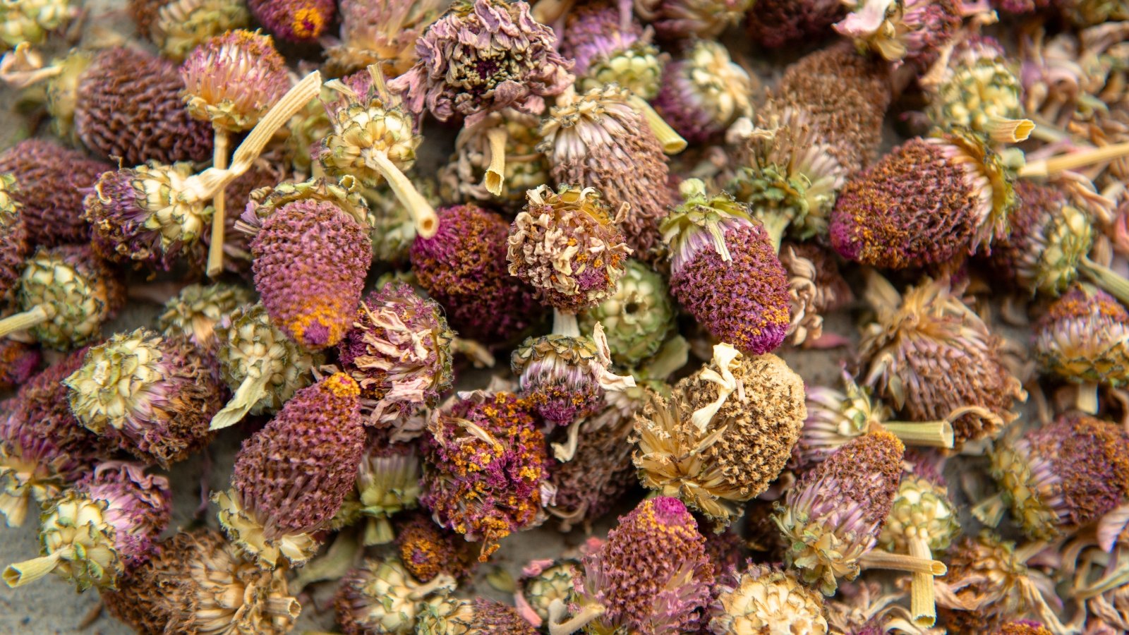 Close-up of dried zinnia seed pods scattered on a wooden table, their papery petals curled and brittle, revealing dark, elongated seeds ready for collection.