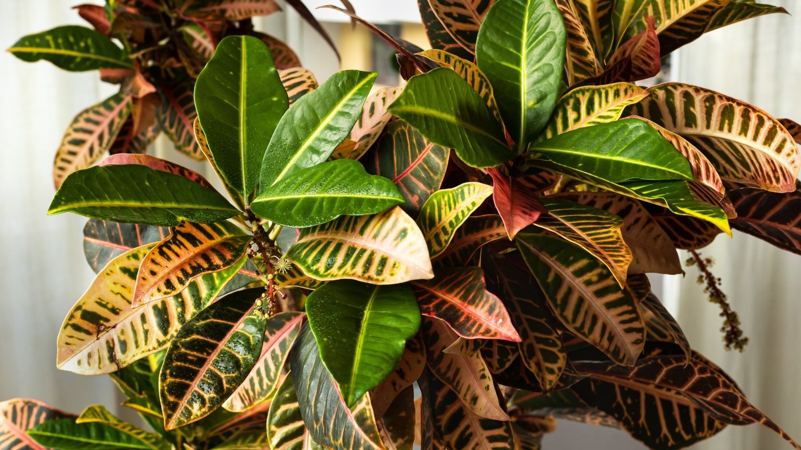 Bushy plant with thick, glossy, elongated leaves featuring pointed tips and vibrant variegation in shades of green, yellow, and red, growing densely in a pot.