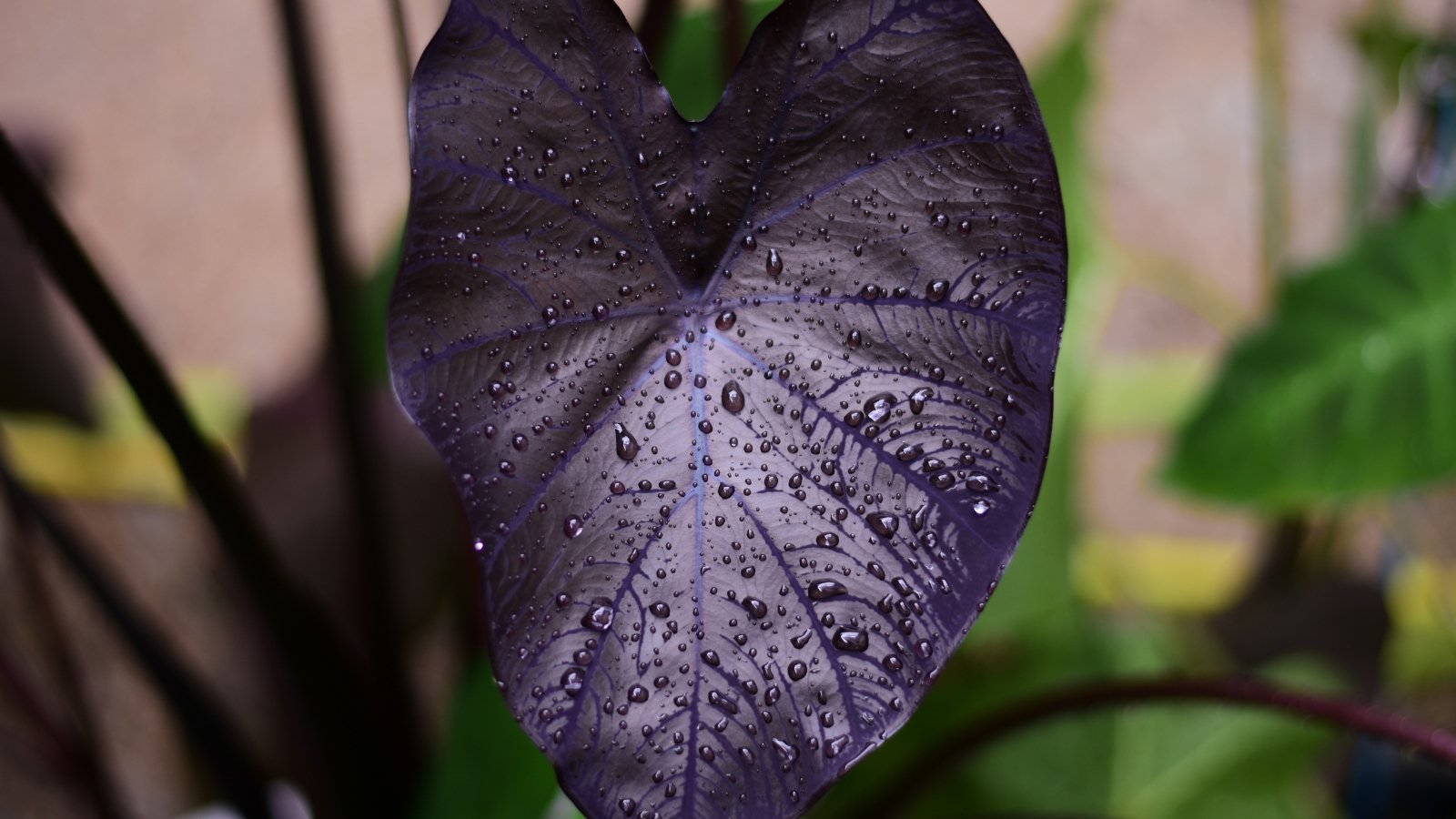 Close-up of a Colocasia black coral plant showing dark, almost black, heart-shaped leaves with prominent veins rising from sturdy stems.