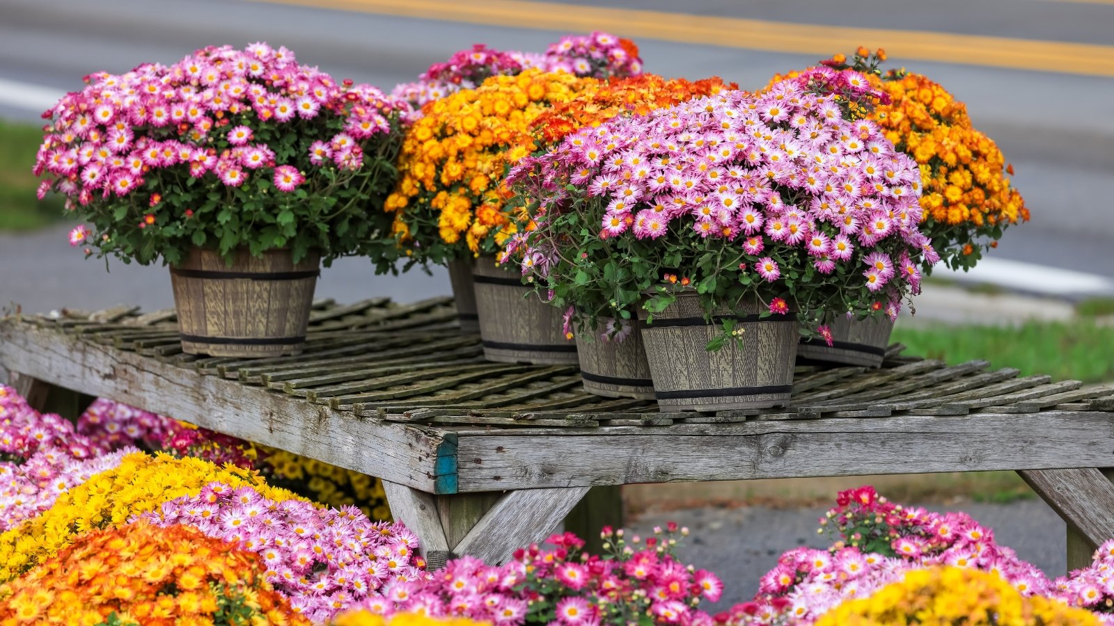 Colorful mums in shades of orange, yellow, and pink bloom with layered, daisy-like petals above dark green serrated leaves, arranged in rustic wooden decorative pots on a wooden table outdoors.