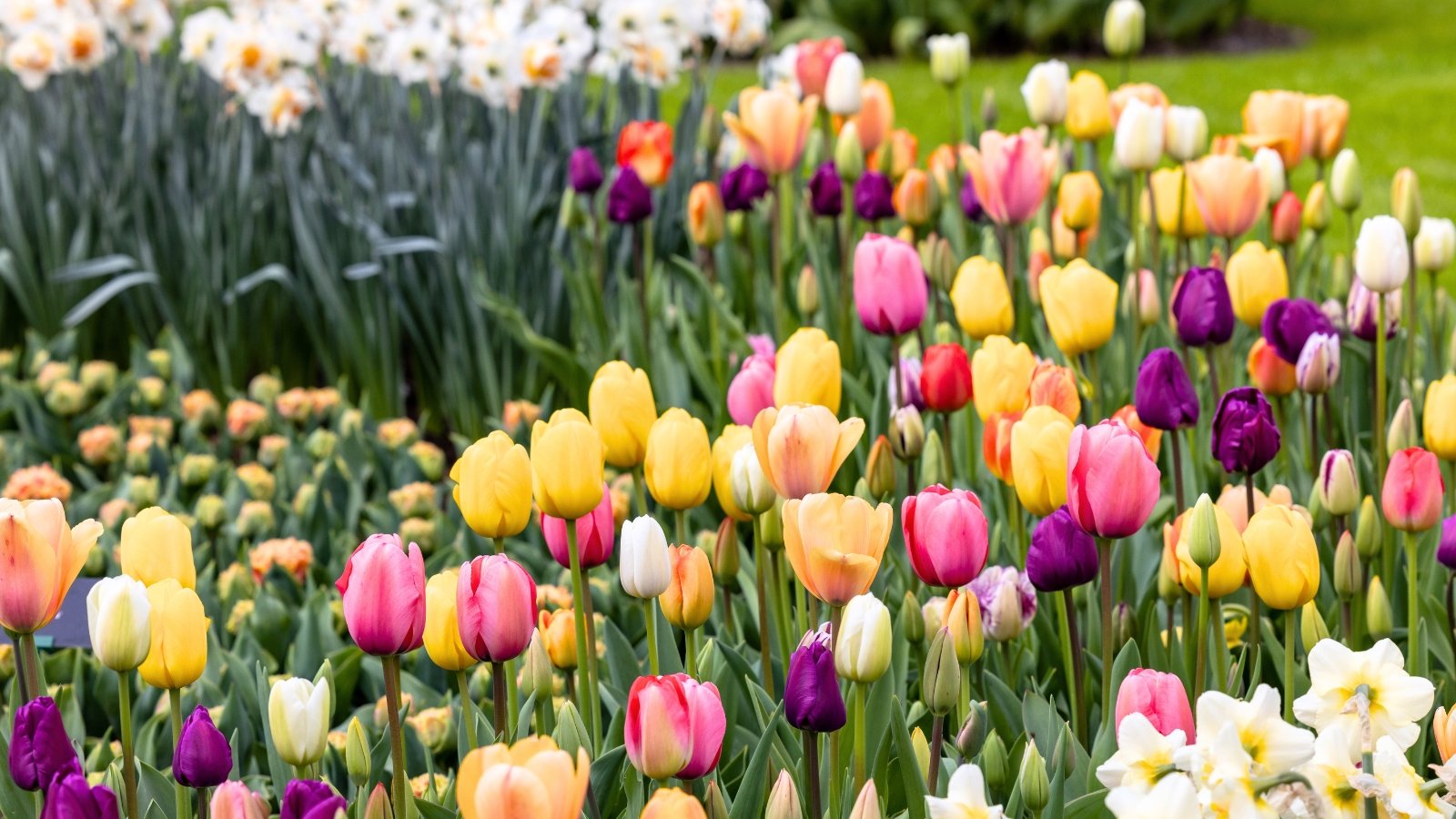 Brightly colored tulips in shades of red, yellow, and pink bloom alongside white daffodils, creating a vibrant spring display in the garden.