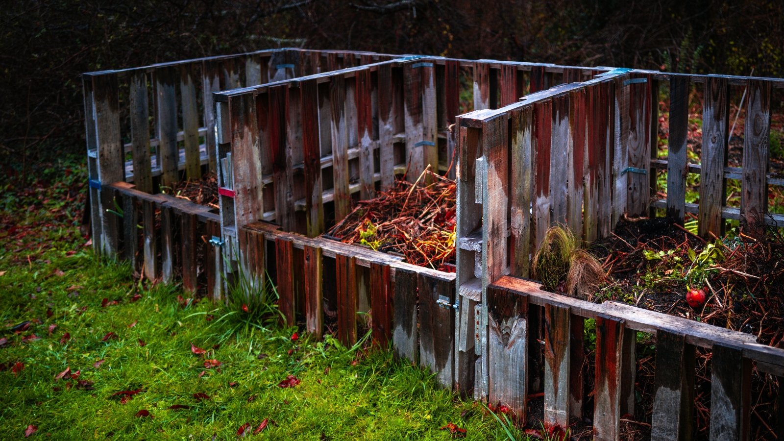 Three wooden compost boxes stand side by side in a yard, their damp wooden slats darkened by falling rain, with wet soil and scattered leaves surrounding them.