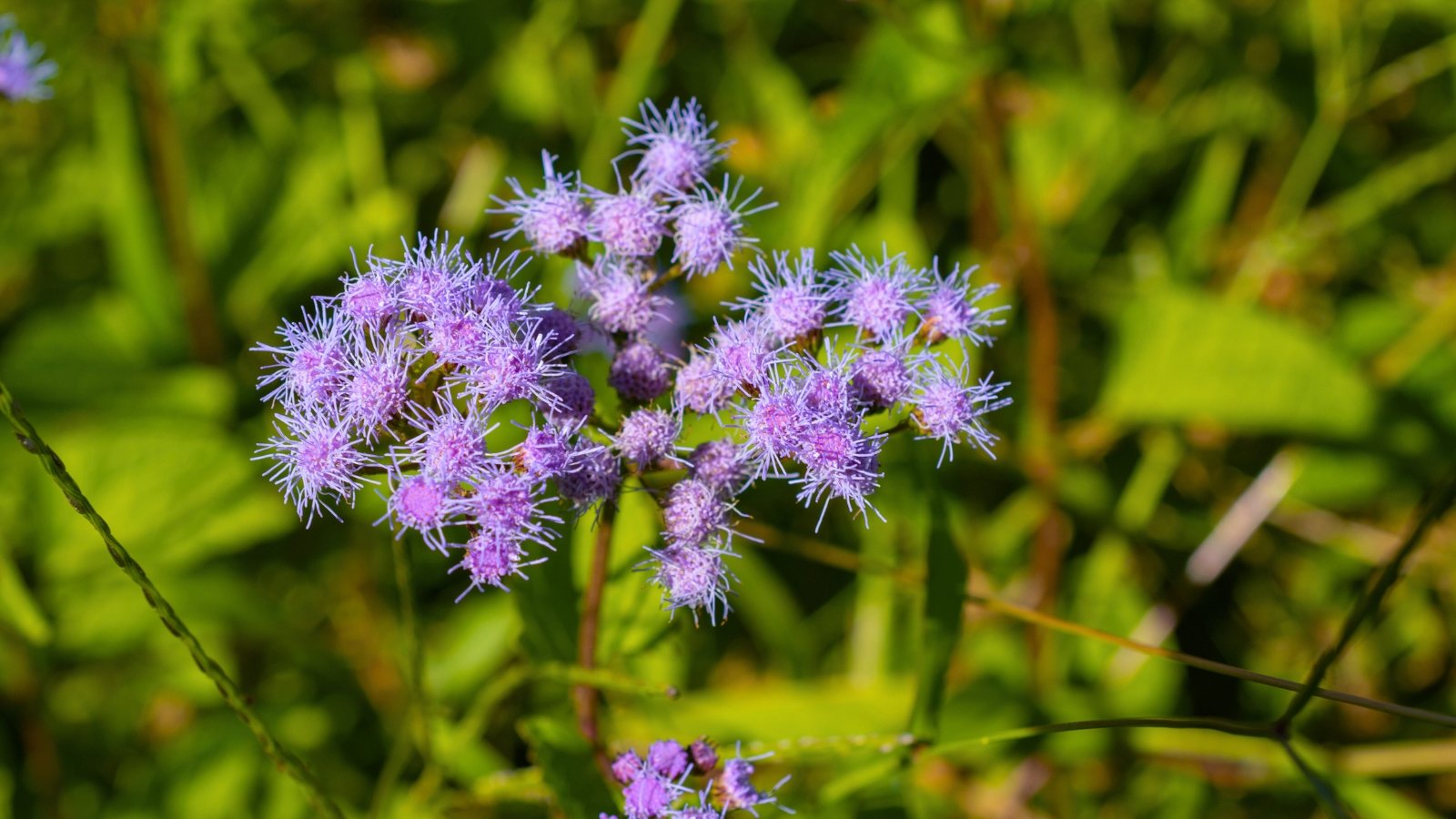 A dense, rounded cluster of wispy, purple-pink flowers that appear spiky and soft against a blurred green background.