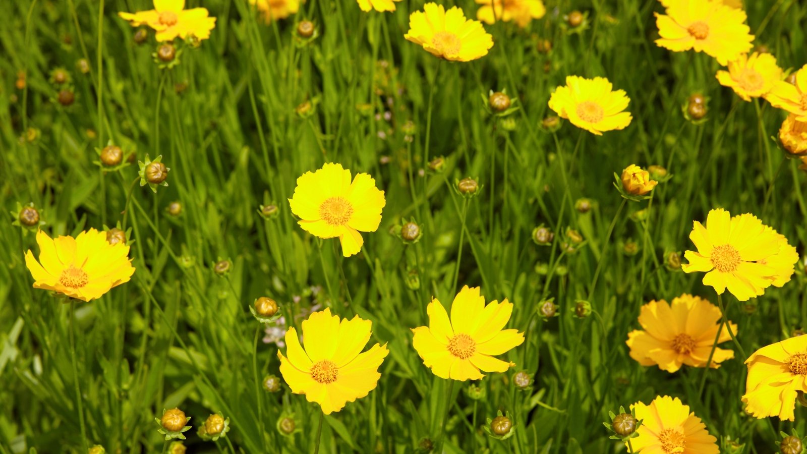 Small, flat, bright yellow flowers with eight broad, slightly notched ray petals and a small central cluster of tiny florets cover a field of fine, grassy foliage.