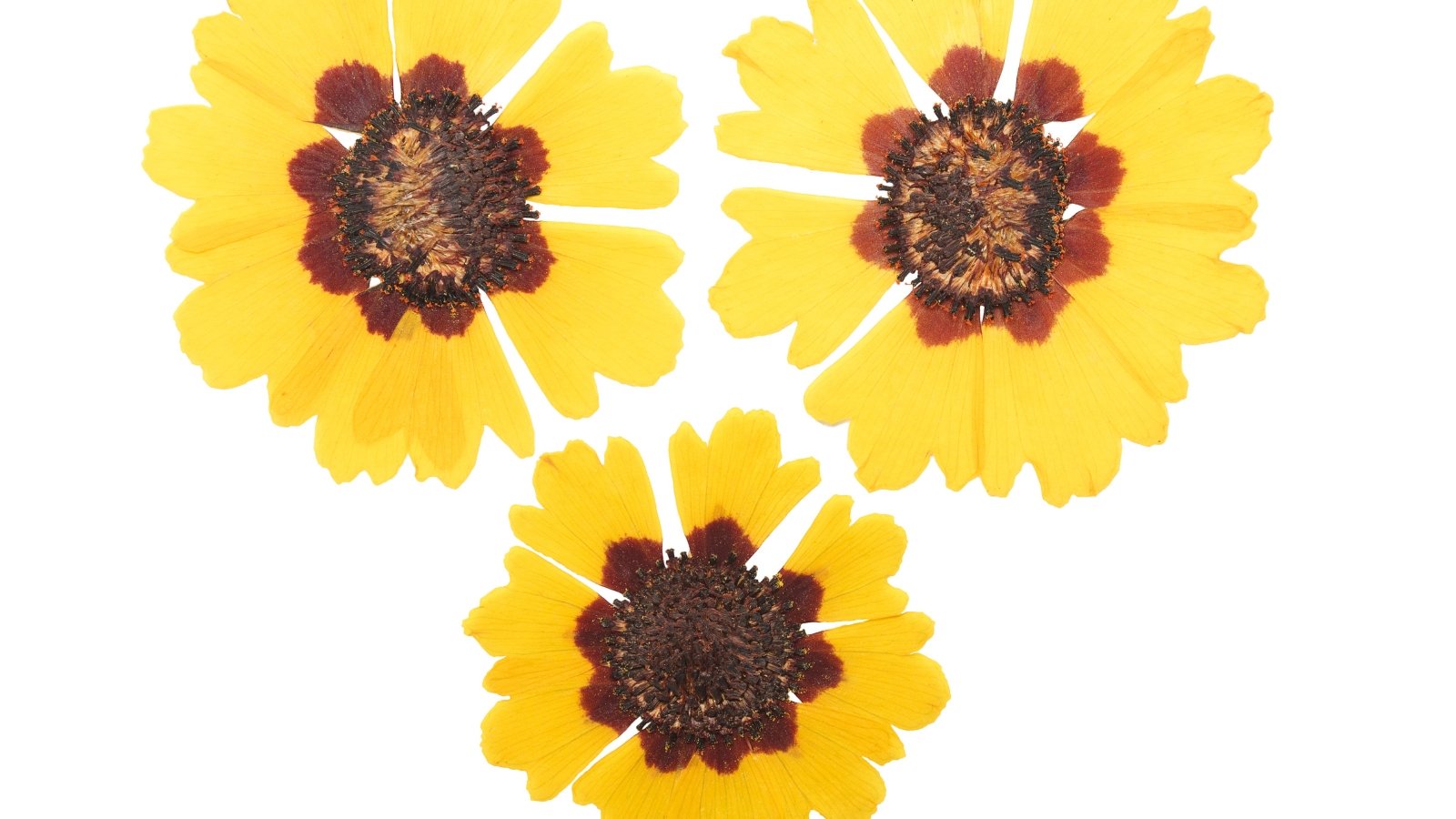 Delicate dried blooms with bright yellow, fringed petals and small reddish-brown centers arranged flat against a white background.
