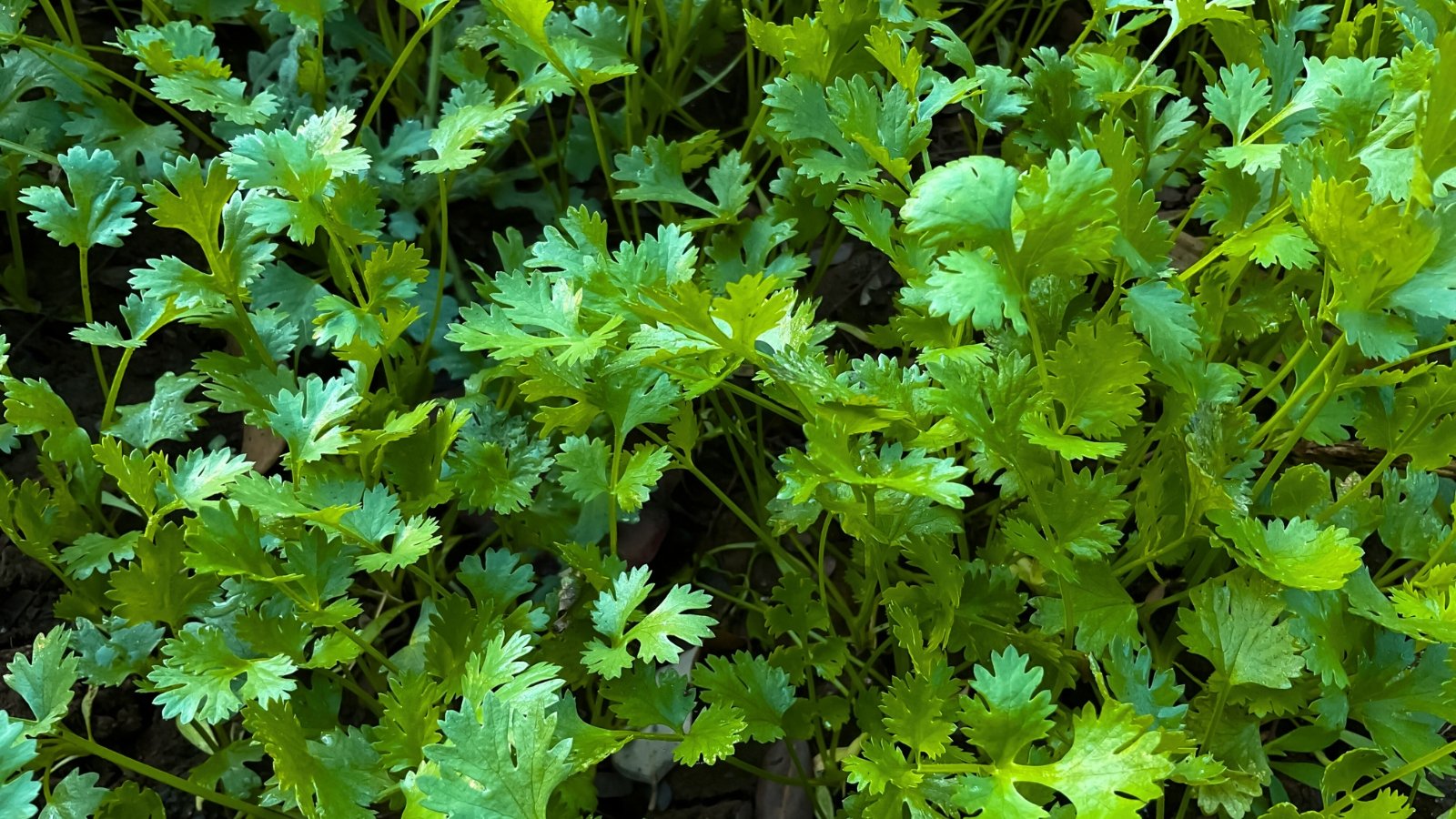 A dense mass of delicate, finely lobed, light to medium green leaves covers the soil surface in soft, feathery clumps.