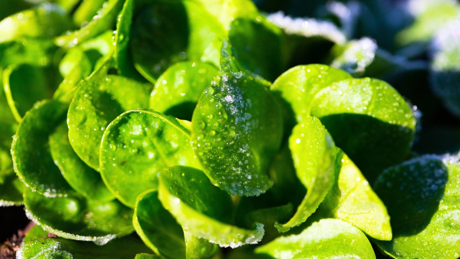 Tight clusters of small, rounded, deep green leaves, visibly coated in frost crystals and tiny water droplets, reflect the bright sunlight.
