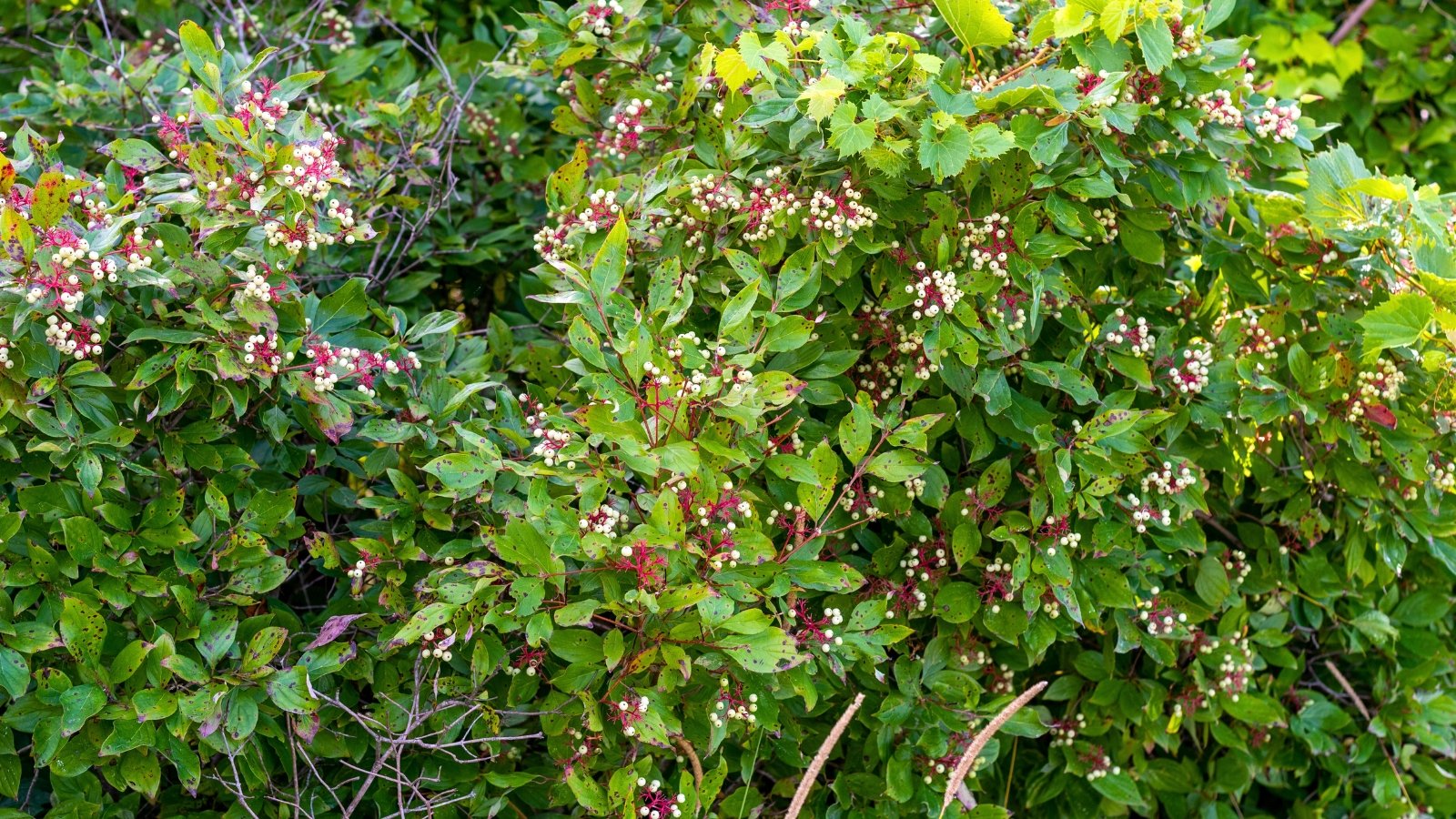 Slender branches of the tree display elongated green leaves with smooth edges and clusters of white berries on red stems.