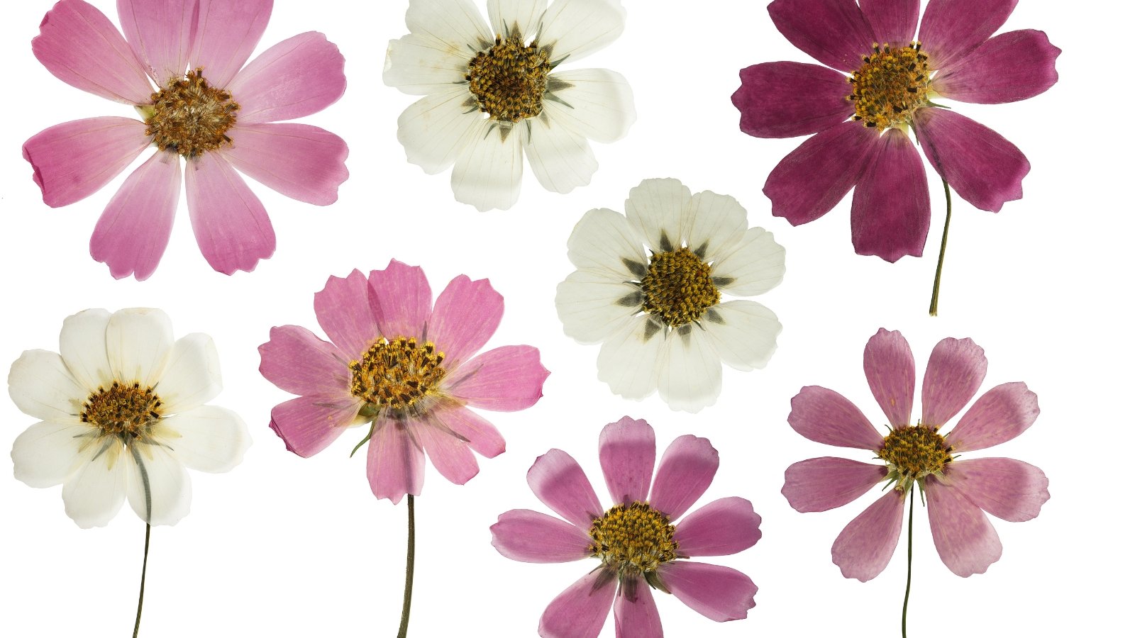 Pressed and dried cosmos flowers with wide, daisy-like blooms featuring long, narrow petals in white and soft pink shades and distinct round yellow centers, arranged on a white background.
